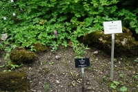 Der Garten meiner Eltern, 2015