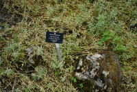 Der Garten meiner Eltern, 2015